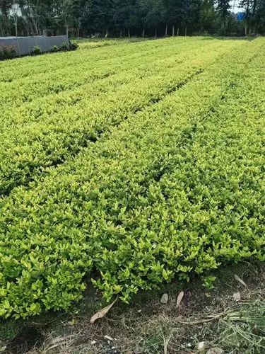 室内绿化工程施工技术规程